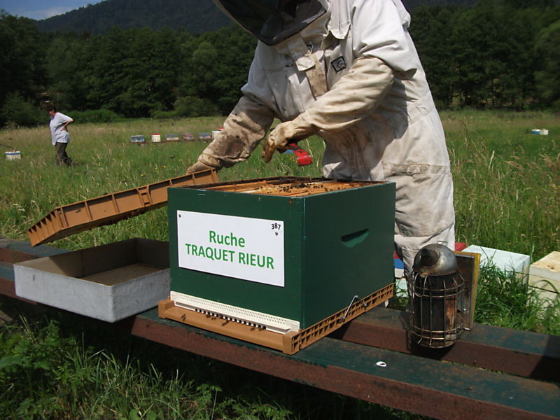 La ruche Traquet rieur