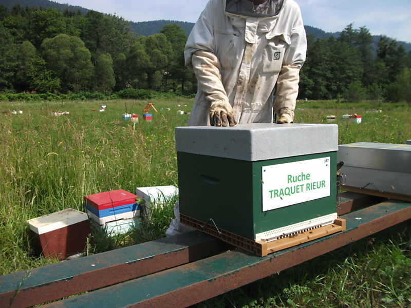 La ruche Traquet rieur