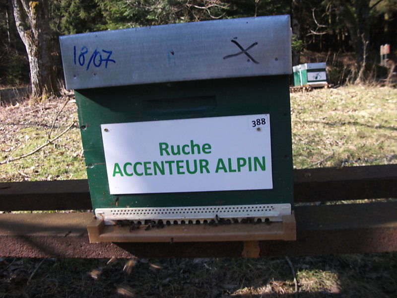 La ruche