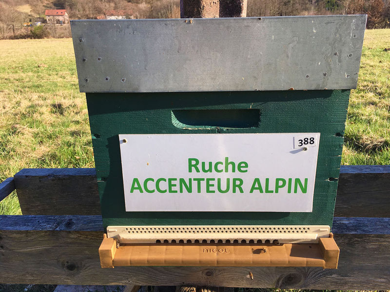 La ruche Accenteur alpin