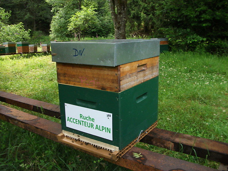 La ruche Accenteur alpin