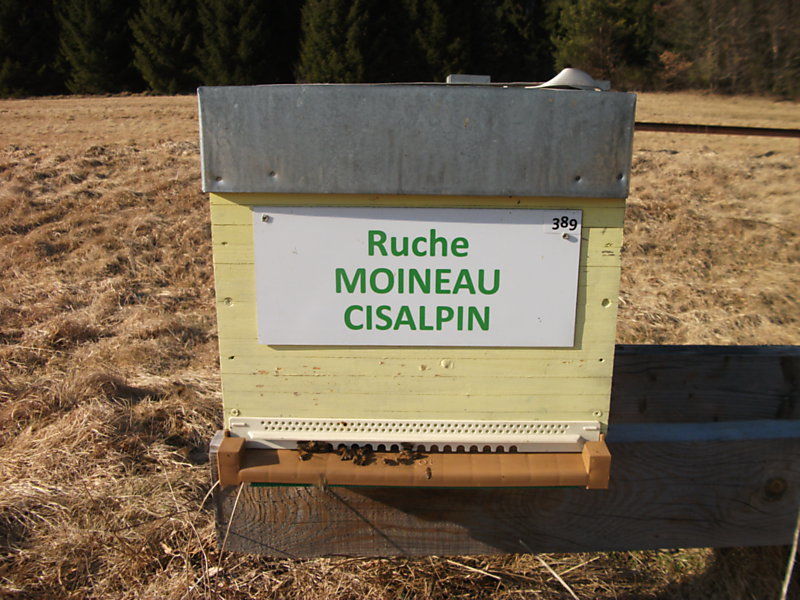 La ruche
