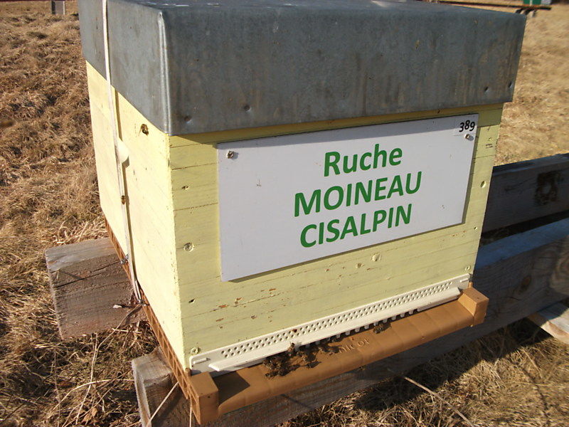 La ruche Moineau cisalpin