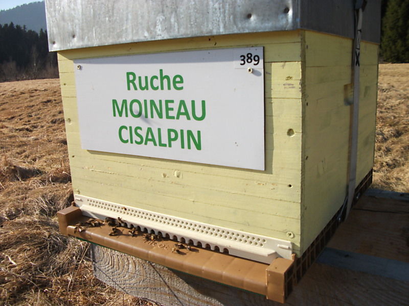 La ruche Moineau cisalpin