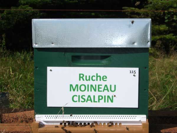 La ruche Moineau cisalpin