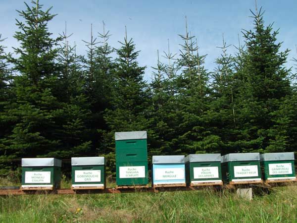 La ruche Moineau cisalpin