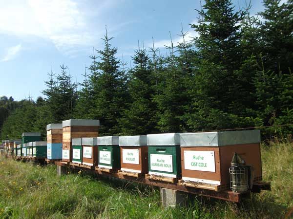 La ruche Moineau cisalpin
