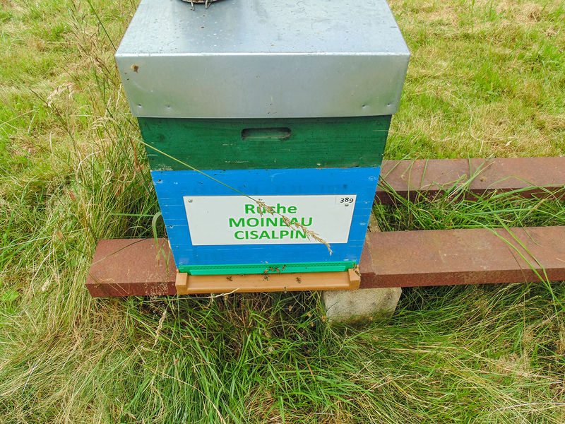 La ruche Moineau cisalpin