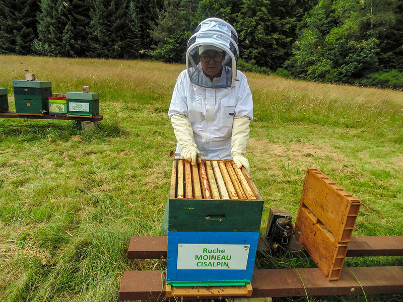 La ruche Moineau cisalpin
