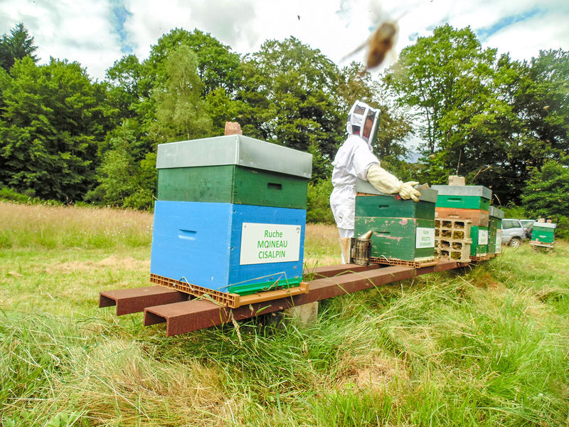 La ruche Moineau cisalpin