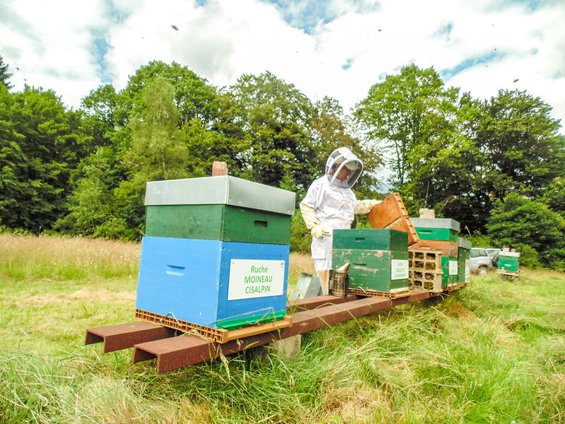 La ruche Moineau cisalpin