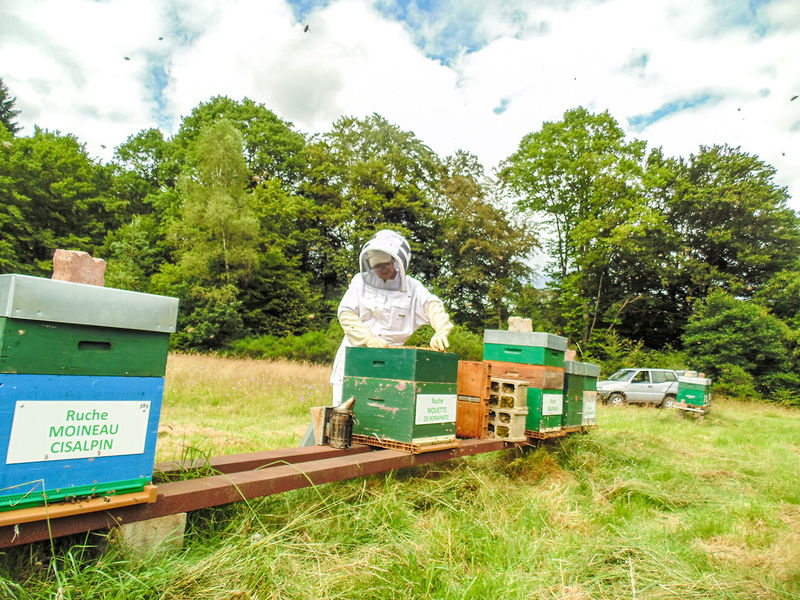 La ruche Moineau cisalpin