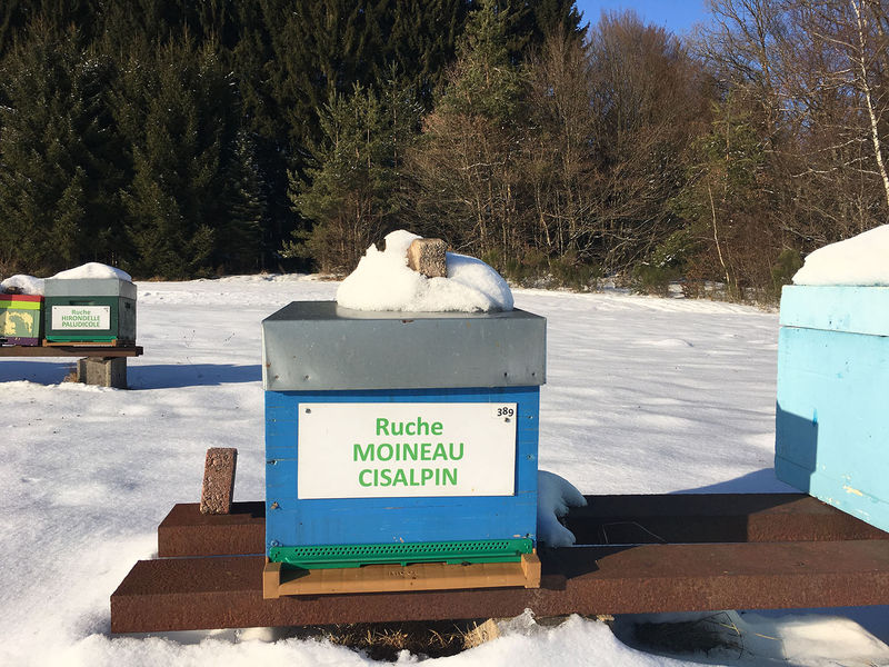 La ruche Moineau cisalpin