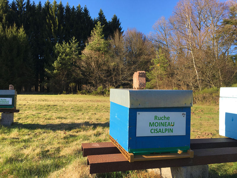 La ruche Moineau cisalpin
