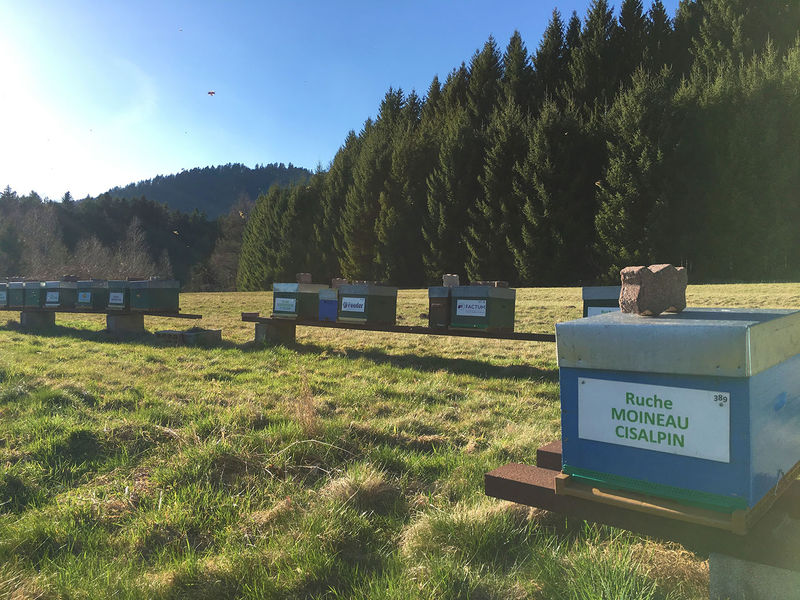 La ruche Moineau cisalpin