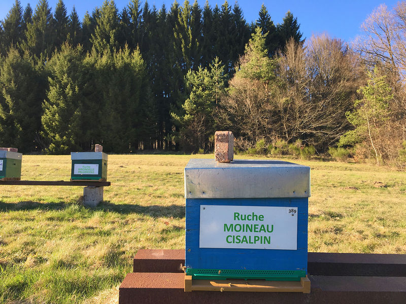 La ruche Moineau cisalpin