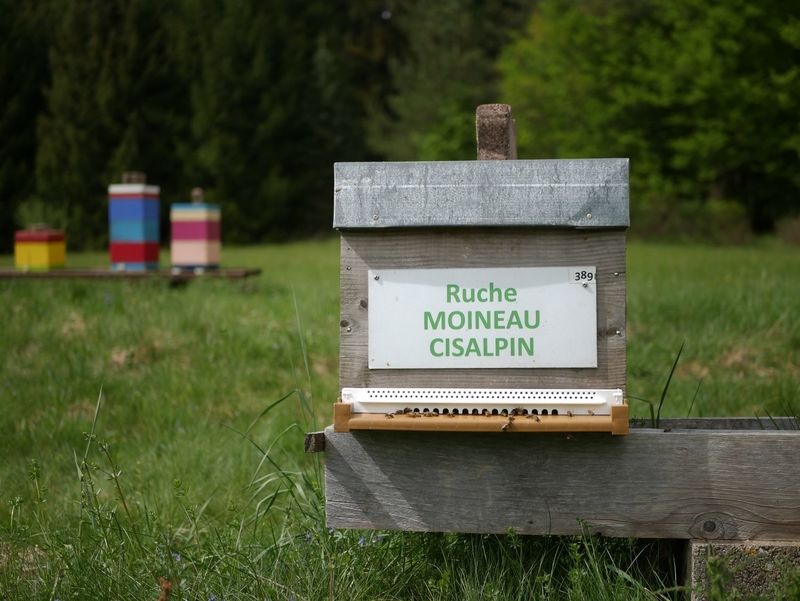 La ruche Moineau cisalpin