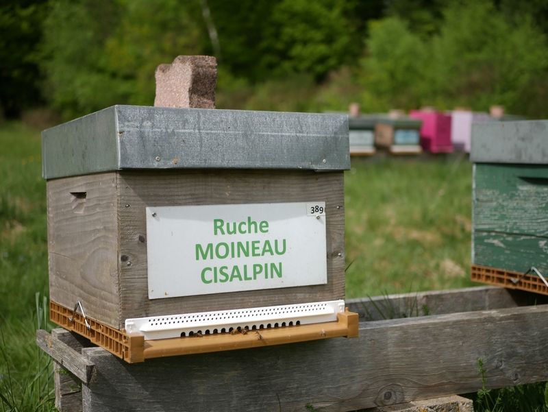 La ruche Moineau cisalpin