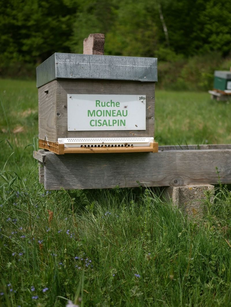 La ruche Moineau cisalpin