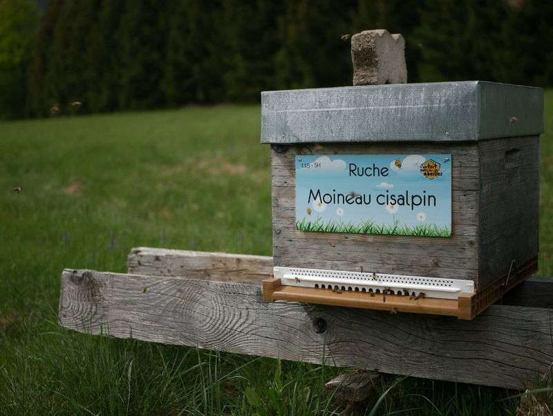 La ruche Moineau cisalpin