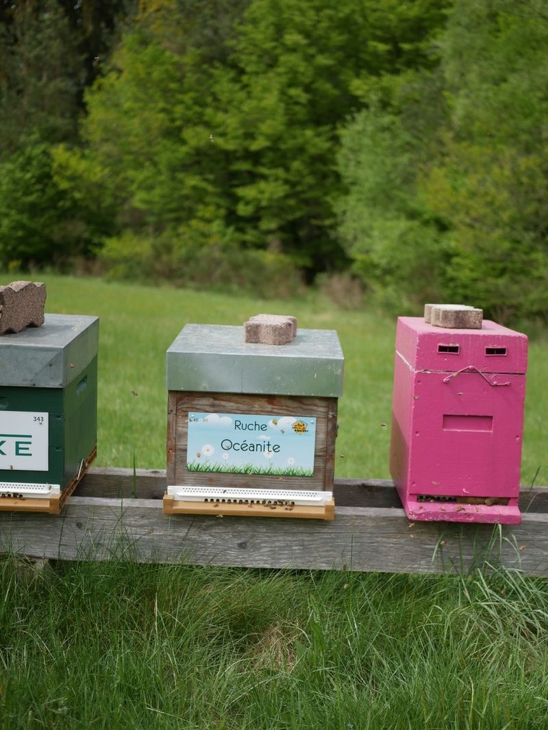 La ruche Moineau cisalpin
