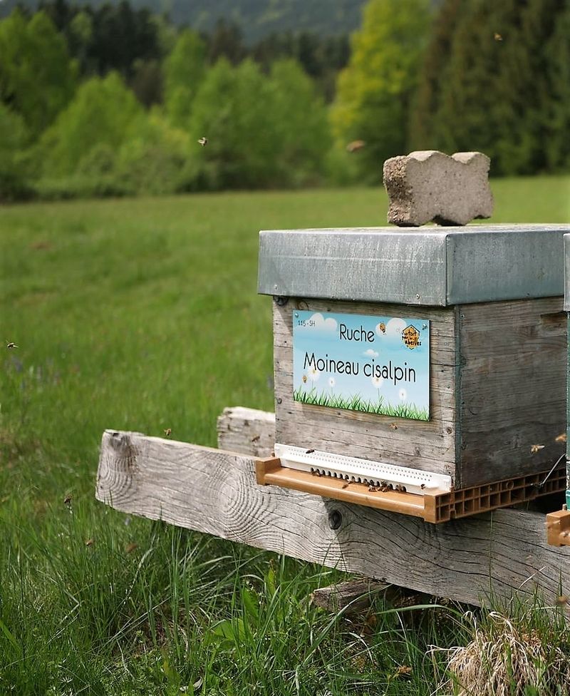 La ruche Moineau cisalpin