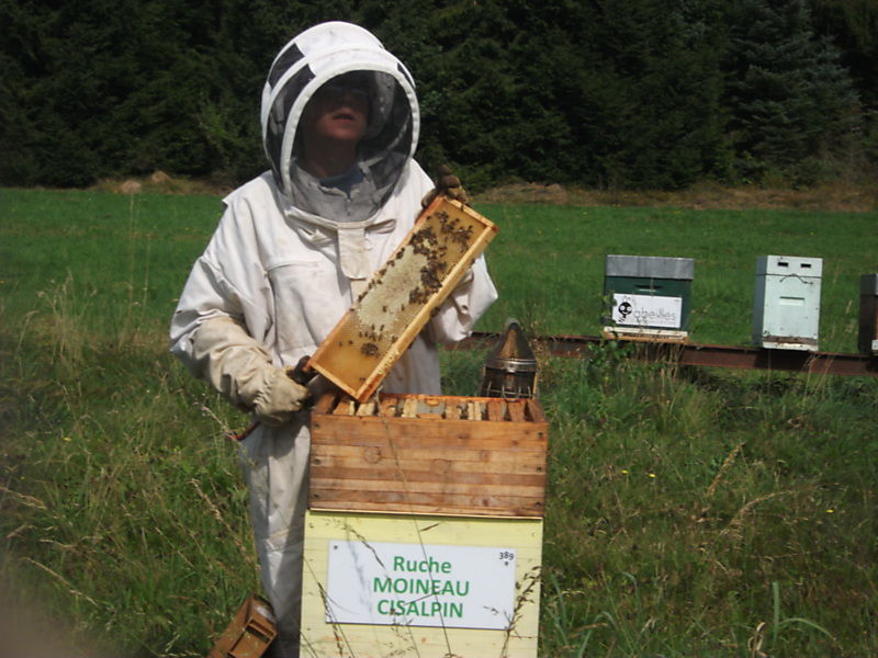 La ruche Moineau cisalpin