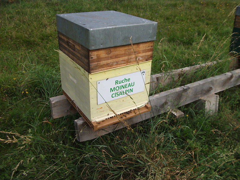 La ruche Moineau cisalpin