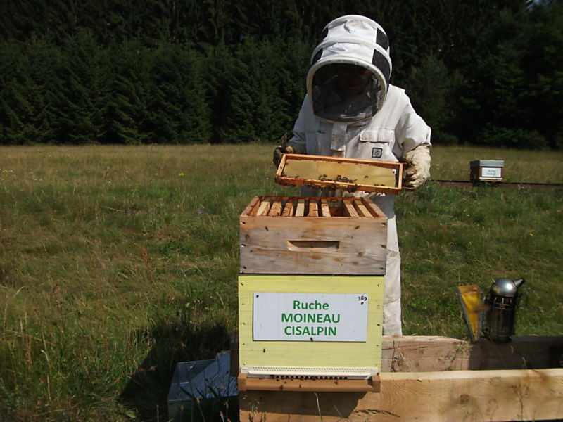 La ruche Moineau cisalpin