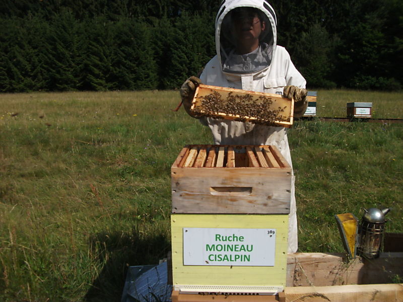 La ruche Moineau cisalpin