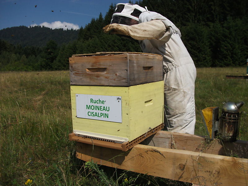 La ruche Moineau cisalpin