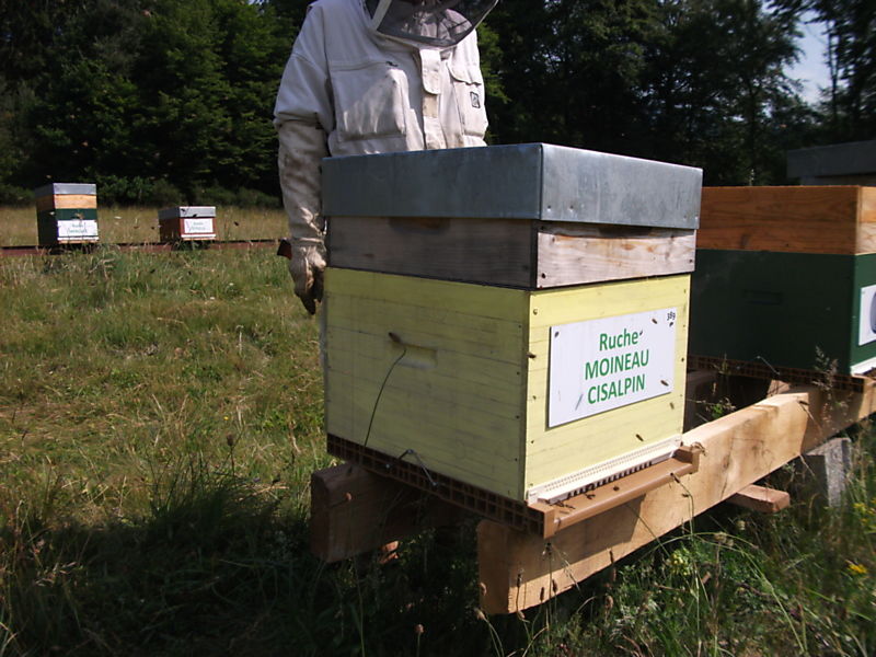 La ruche Moineau cisalpin