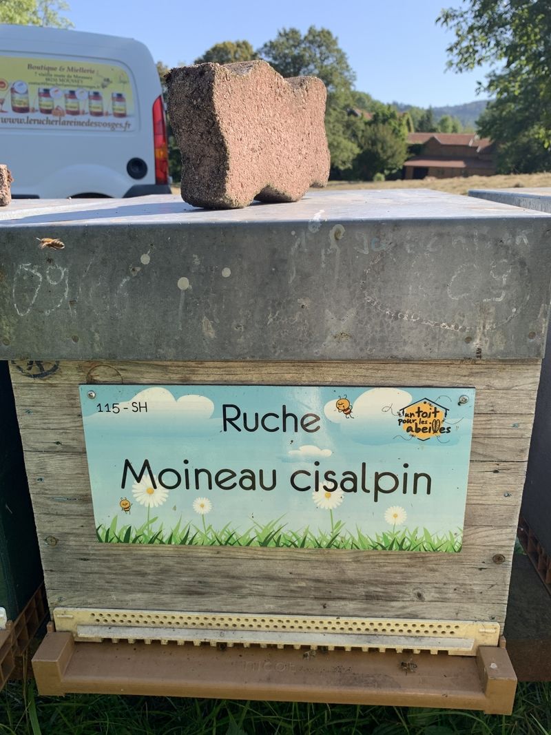 La ruche Moineau cisalpin