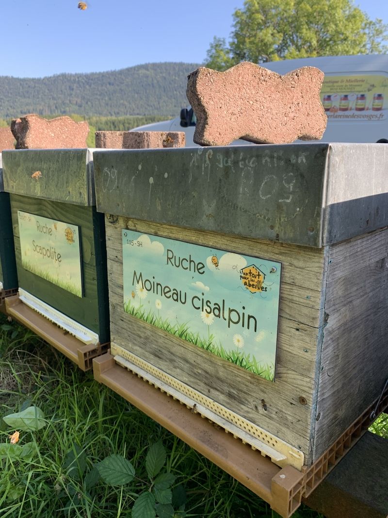 La ruche Moineau cisalpin