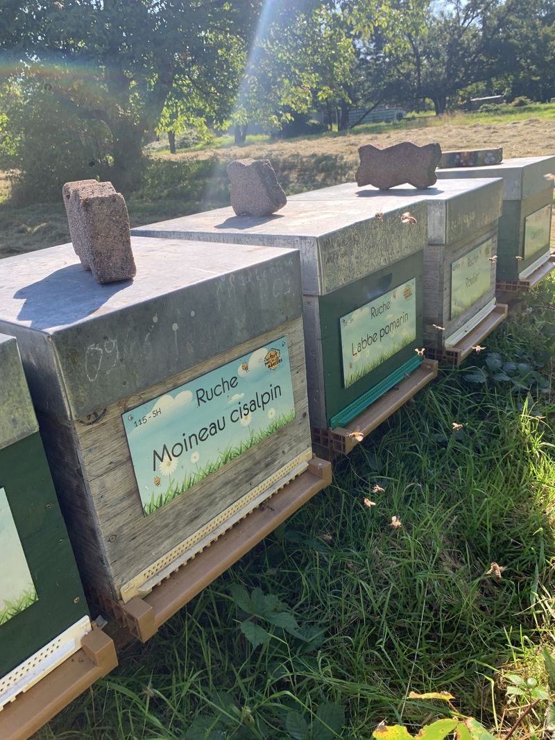 La ruche Moineau cisalpin