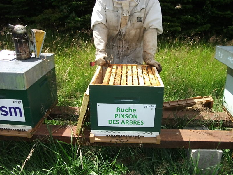 La ruche
