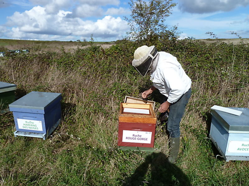La ruche Rouge gorge