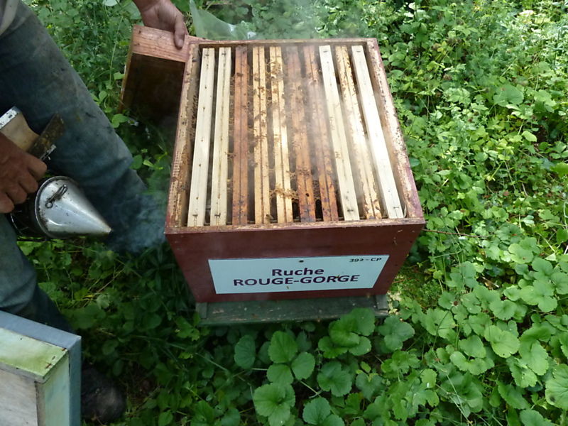 La ruche Rouge gorge