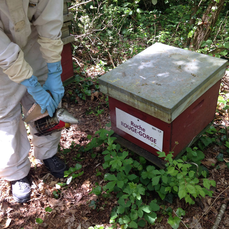 La ruche Rouge gorge