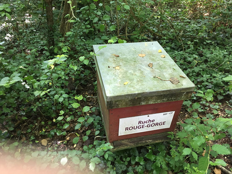 La ruche Rouge gorge