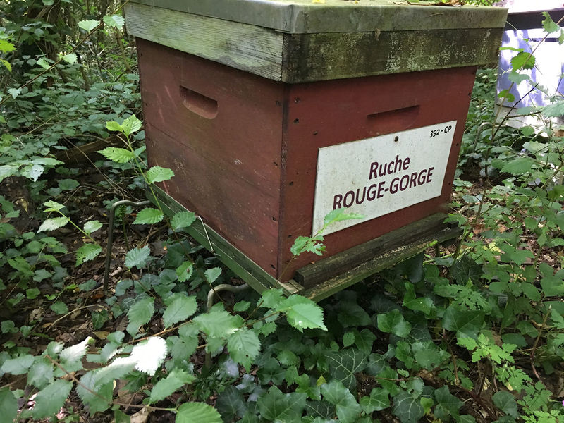 La ruche Rouge gorge