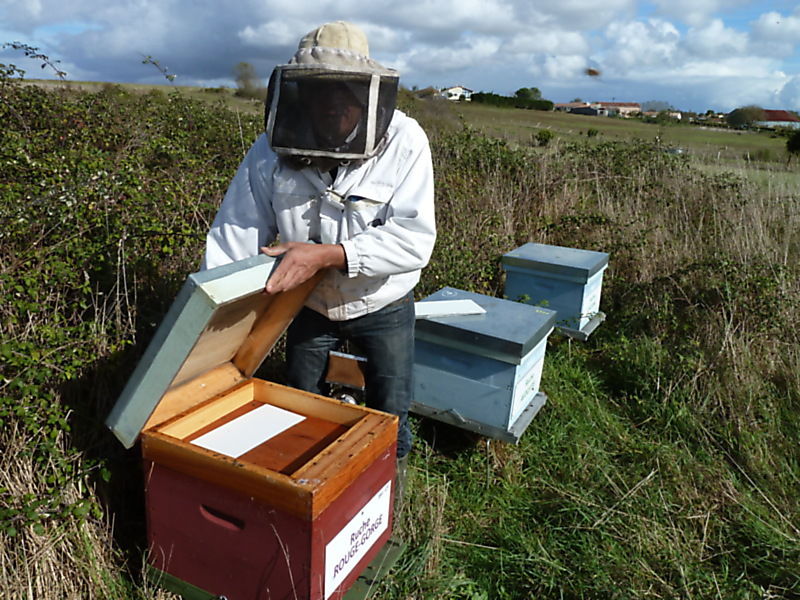 La ruche Rouge gorge