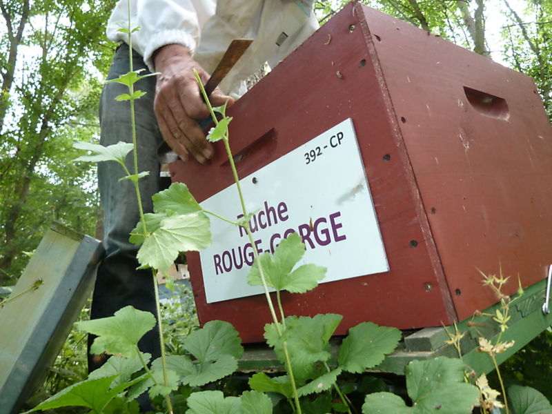 La ruche Rouge gorge
