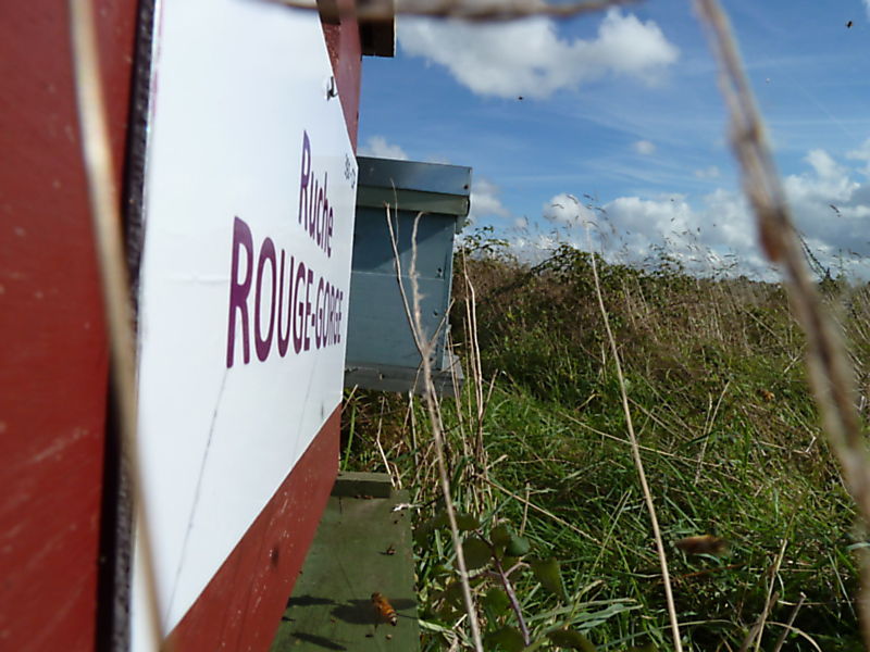 La ruche Rouge gorge