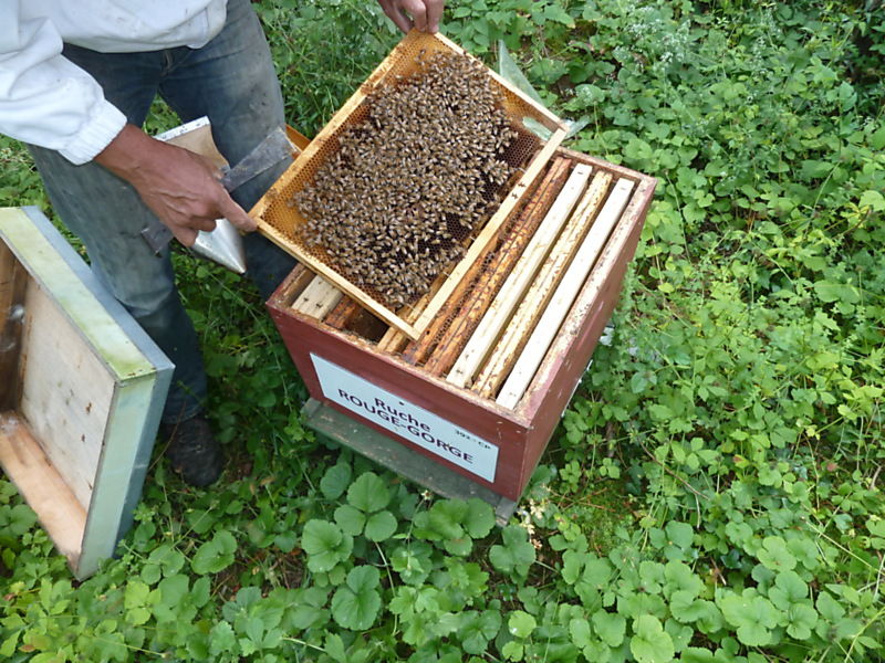 La ruche Rouge gorge
