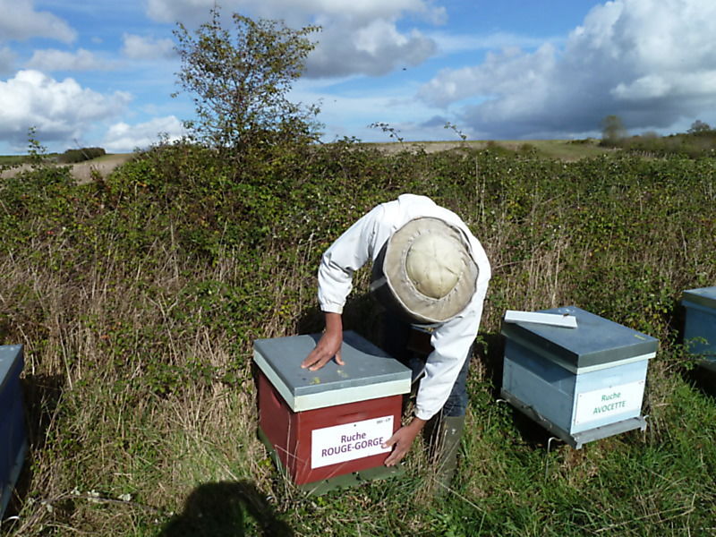 La ruche Rouge gorge