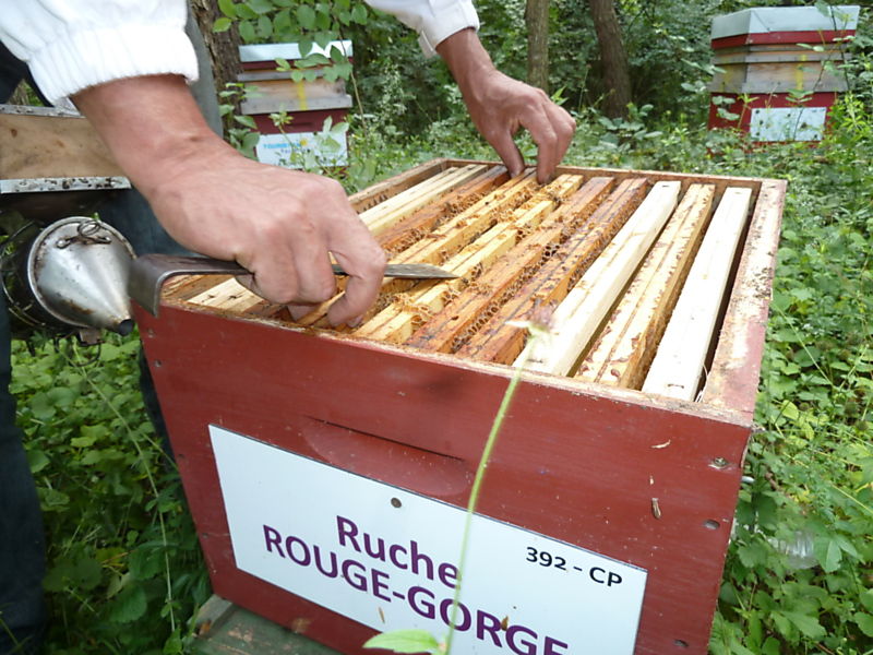 La ruche Rouge gorge