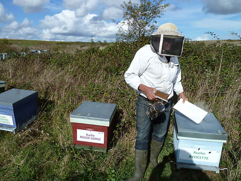 La ruche Rouge gorge