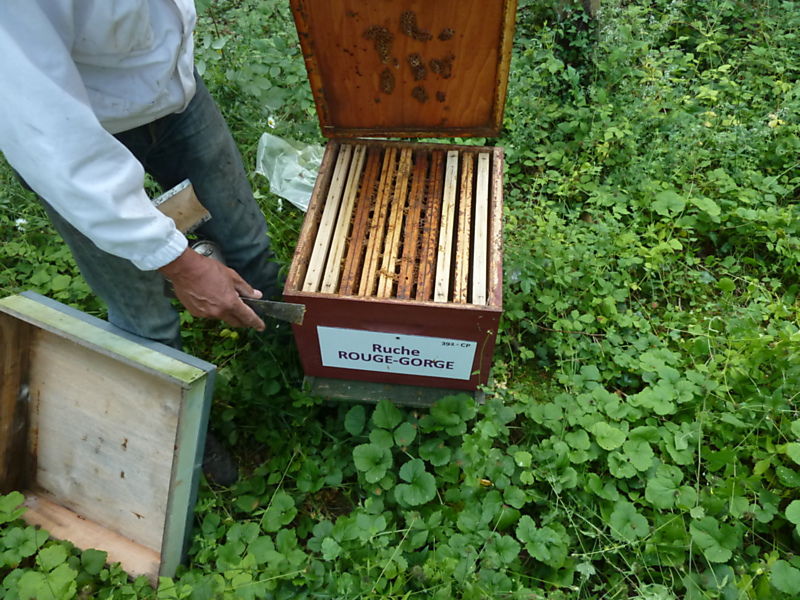 La ruche Rouge gorge