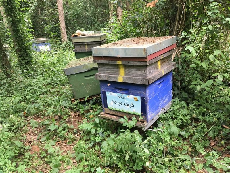 La ruche Rouge gorge